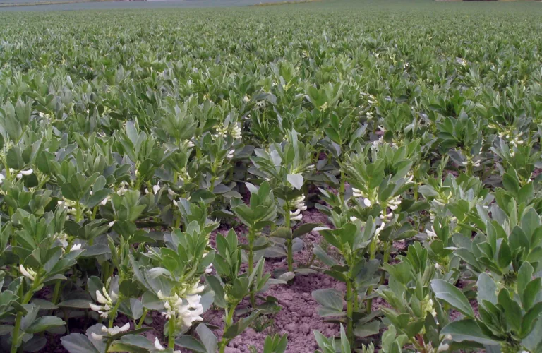 Kilder til lokalprodusert økologisk proteinfôr til fjørfe og gris