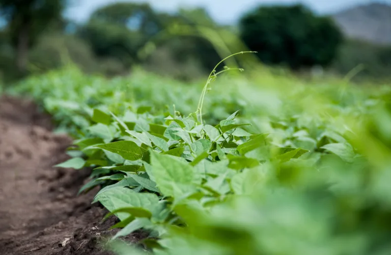 Økologiske metoder gunstig i tropiske strøk