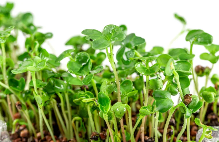 Dyrking av mikrogrønt