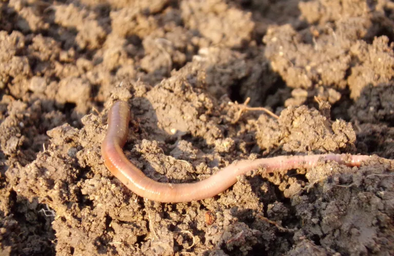 Jordorganismer har det bedre i økologisk dyrket jord