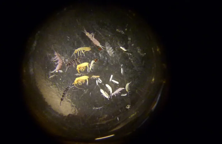 Spretthaler i kløvereng gjødslet med blautgjødsel og råtnerest