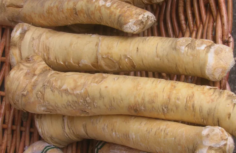 Dyrkingsveiledning for pepperrot