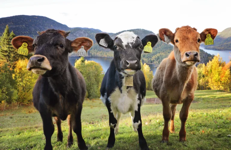 Dyrevelferd i økologisk produksjon - hva er status?