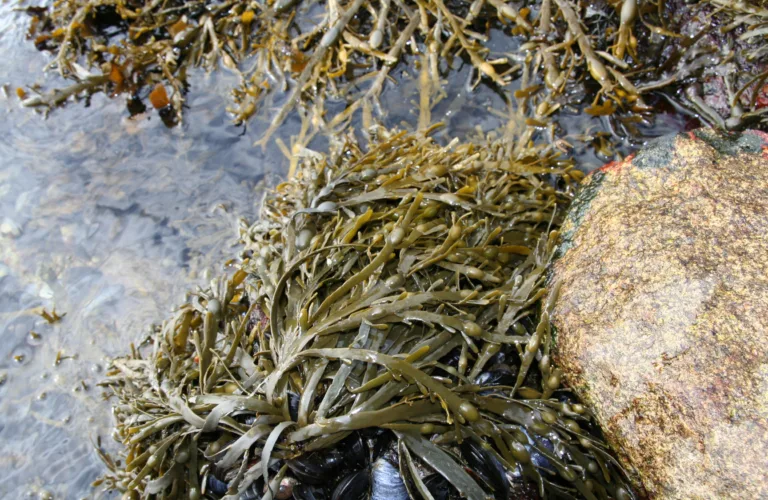 Kan fiber fra havet gi mer mold i jorda?