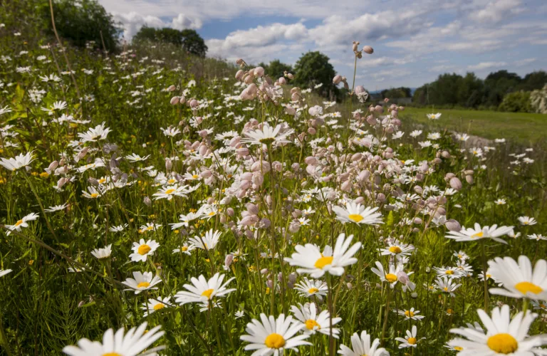 Klimapåvirkning av matproduksjon