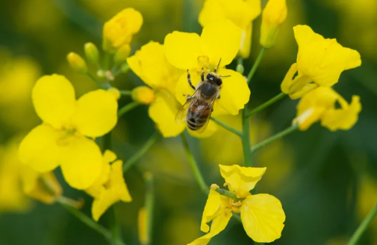 Norsk birøkt utgjør ingen trussel mot ville bier