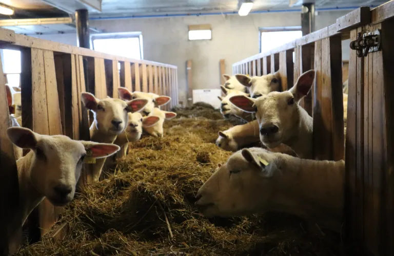 Mikromineraler i økologisk sauehold