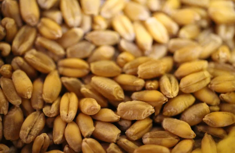 Produksjon og bruk av eget såkorn i økologisk landbruk