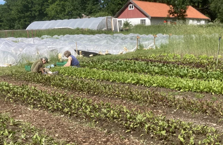 Bynær dyrking med resirkulert gjødsel: En tungmetallrisiko?