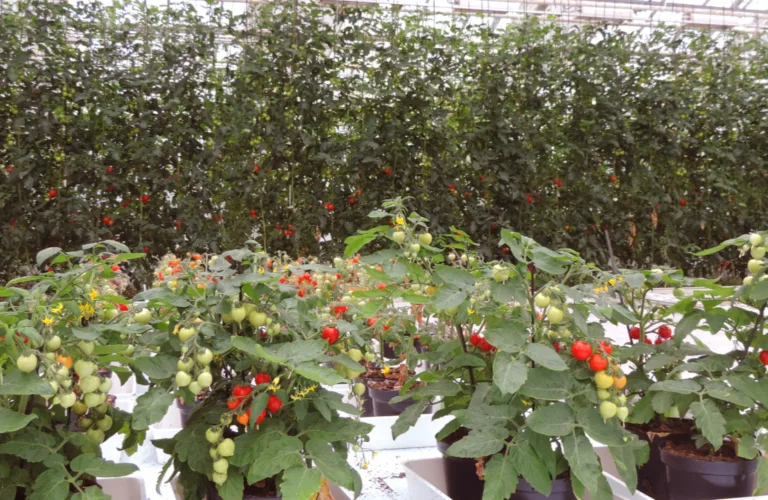 Torvfritt eller ikke – hva mener dyrkerne?