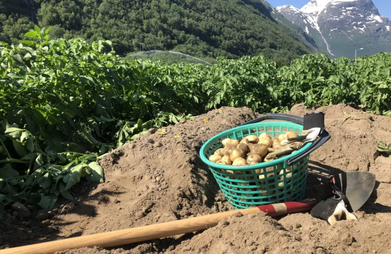 Karbon og biologisk aktivitet i jord