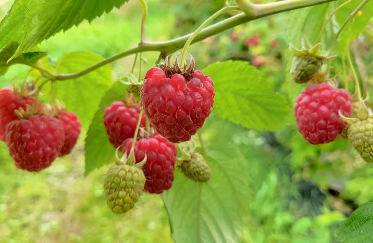 Kartlegging av pollinatorer i bringebærdyrking