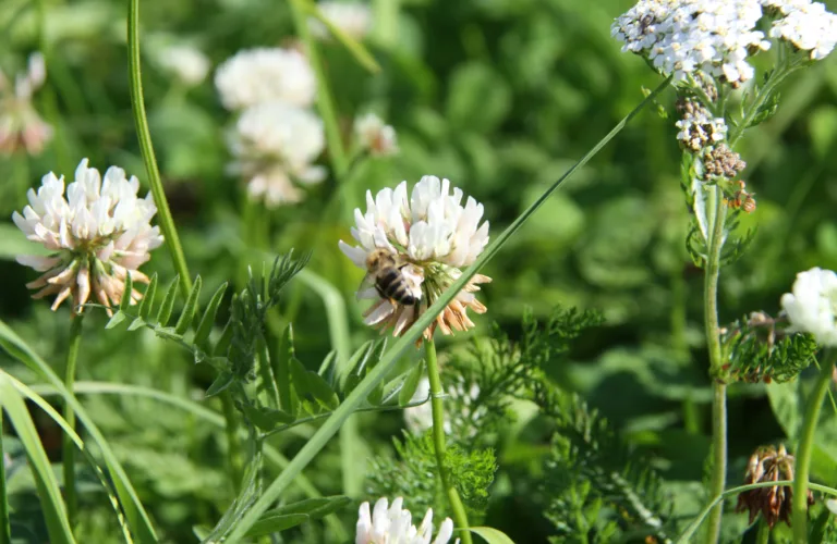 Engbelgvekster - en viktig kilde til lokalt nitrogen