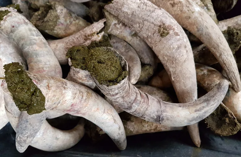 Effekt av biodynamiske preparater i jord