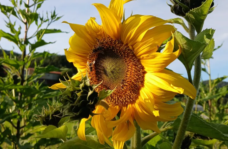 Behov for å fremme arbeid med jordhelse og agroøkologi i Norden