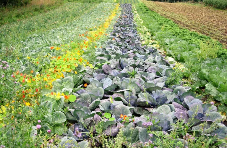 Hva er biologisk-dynamisk landbruk og mat?