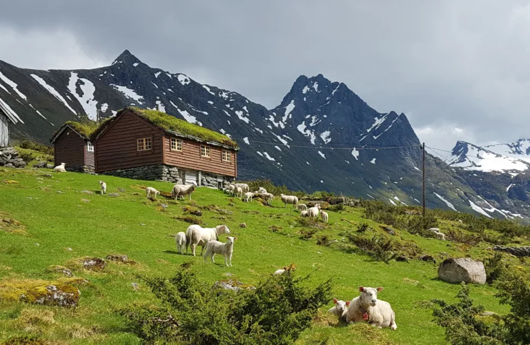 Bærekraft for sauebønder