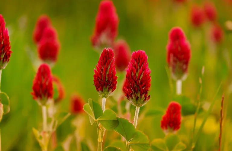 Økologisk landbruk og lagring av karbon i jord
