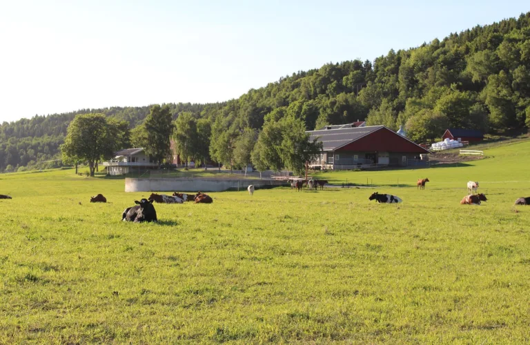 Strengere krav til selvforsyning på økologiske gårder: Hva betyr 70-prosentkravet i praksis?