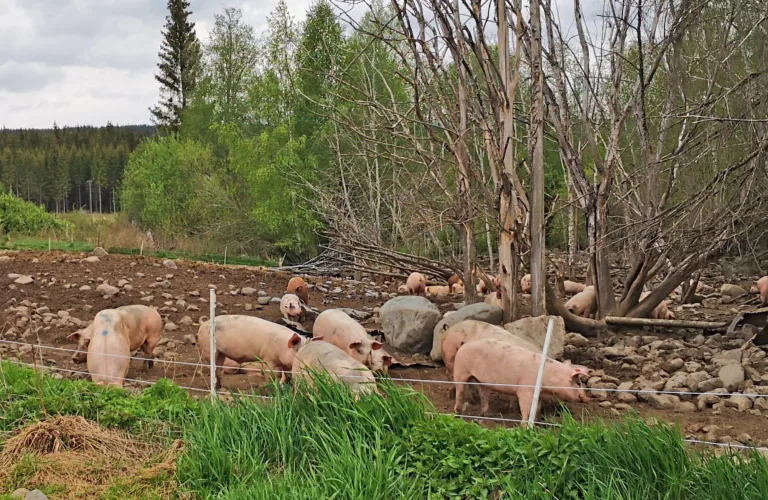 Øko-griser trenger trygge og attraktive uteområder