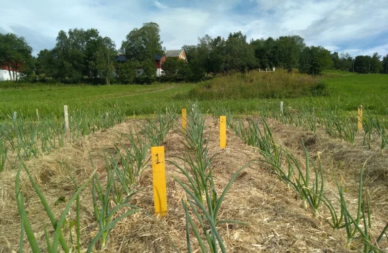 Jorddekke med plantehakk – avling, ugras, næring og jordhelse