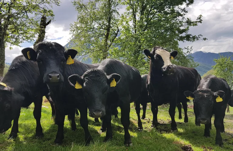 Bærekraft under press i grovfôrbasert husdyrhold i Møre og Romsdal