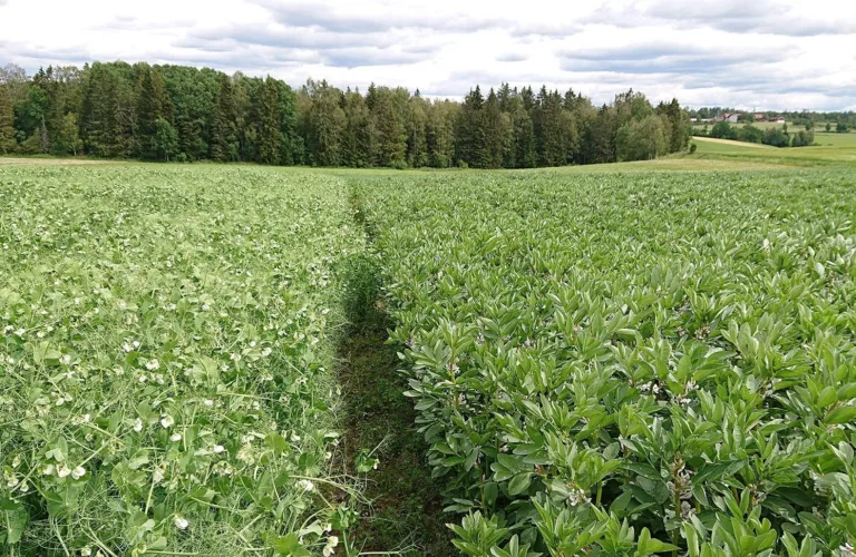 Erter og åkerbønner klarer seg selv i norsk jord