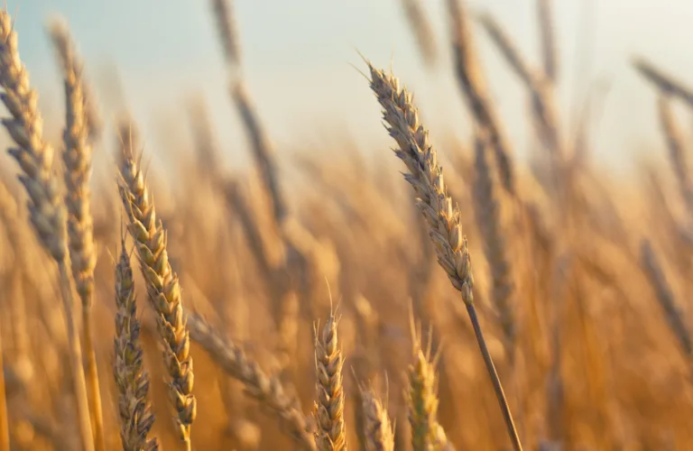 Økologisk mat har mer næringsstoffer og færre uønskete stoffer enn konvensjonell mat