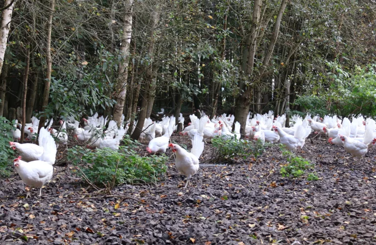 Økologiske fjørfe med uteområder