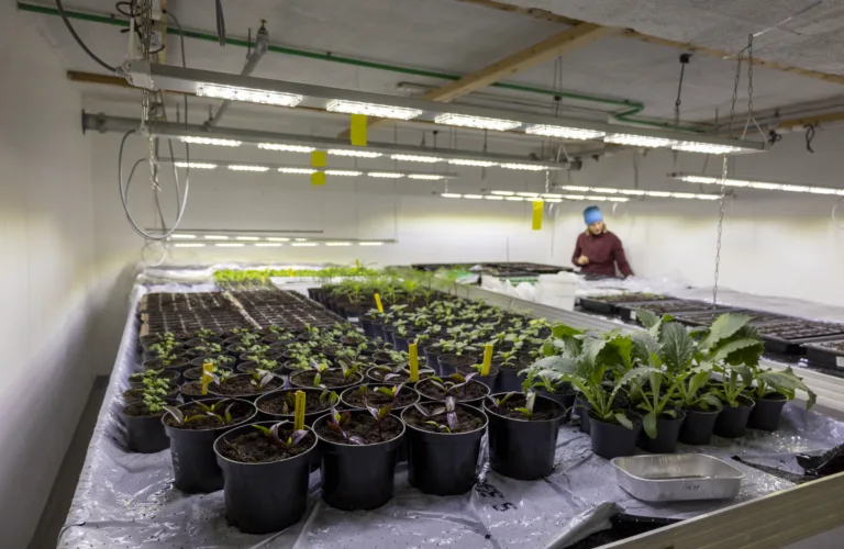 Oppal av småplanter