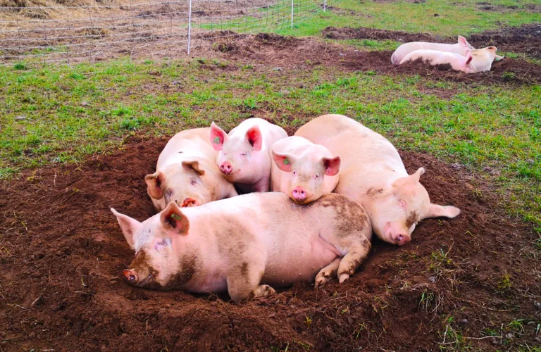 Utendørs grisehold i praksis