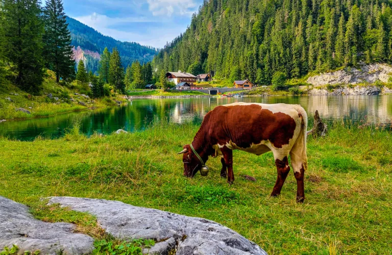 Økologisk landbruk i Østerrike – et fyrtårn for norsk landbrukspolitikk?
