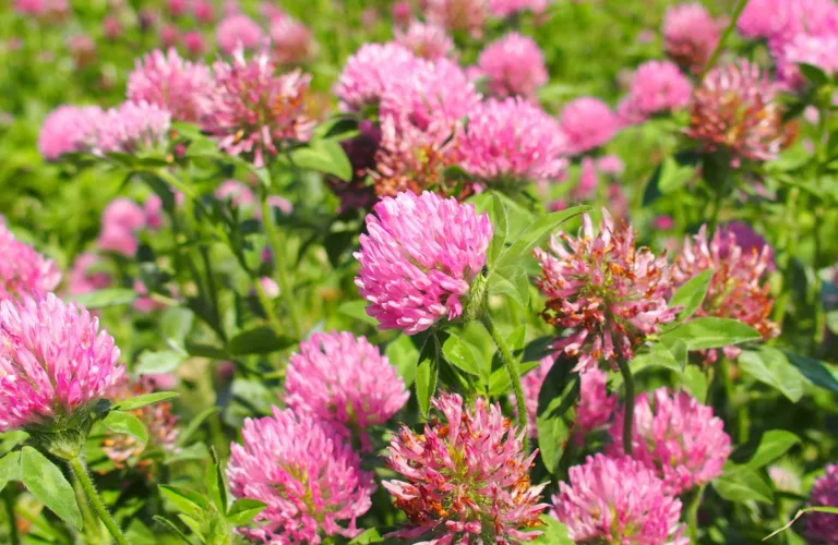 Gode råd for økologisk mjølkeproduksjon