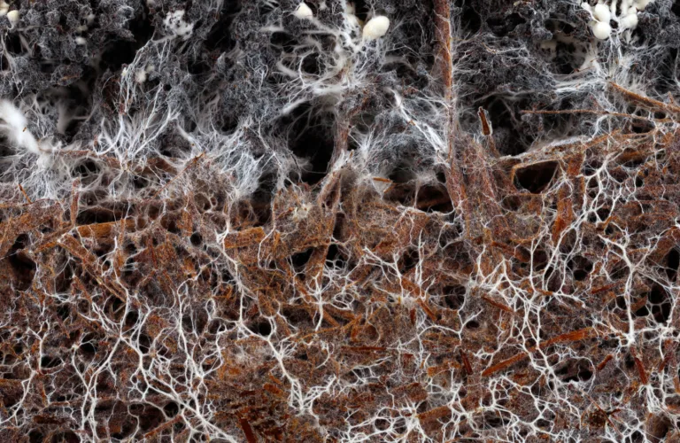 Oppformer egen mykorrhiza