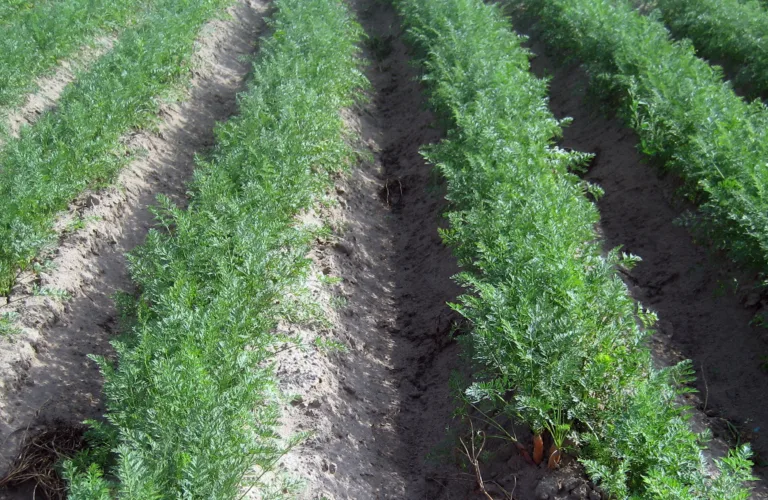 Inspirasjon til ikke-kjemisk ugraskontroll