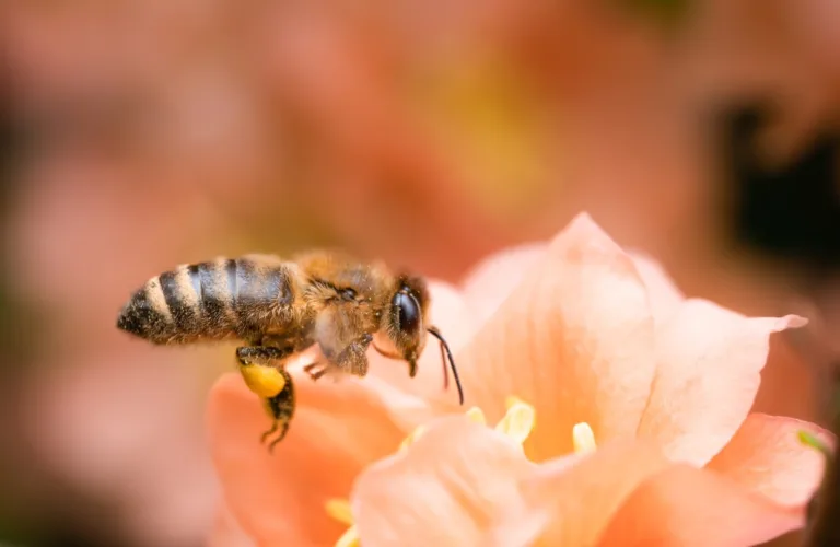 Økt biologisk mangfold i frukthagen