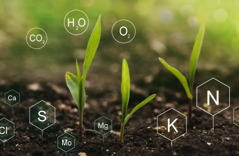 Plantenæring har betydning for plantehelsa
