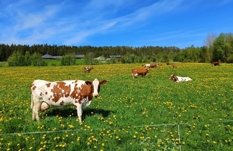 Lavere dyretap i økologisk storfeproduksjon
