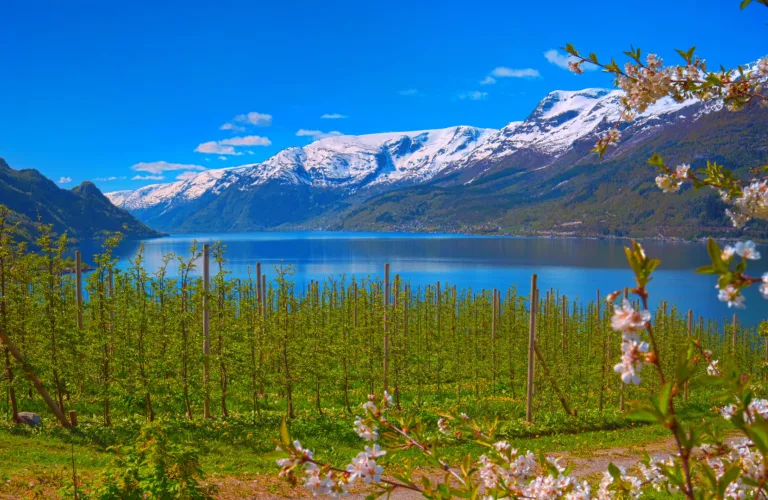 Økologisk plantemateriale til kjernefrukt