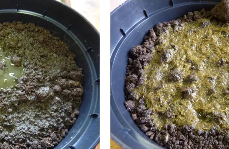 Fra biogass til jordfruktbarhet: Vurdering av råtnerest i økologisk landbruk