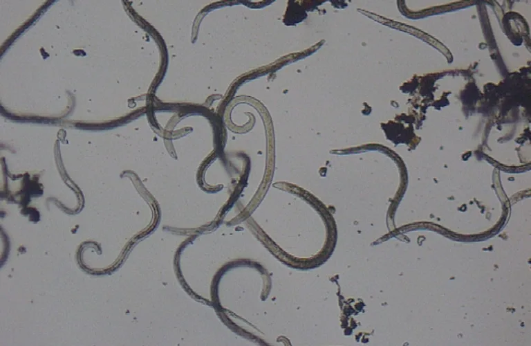 Nematoder: Jordas usynlige arbeidere