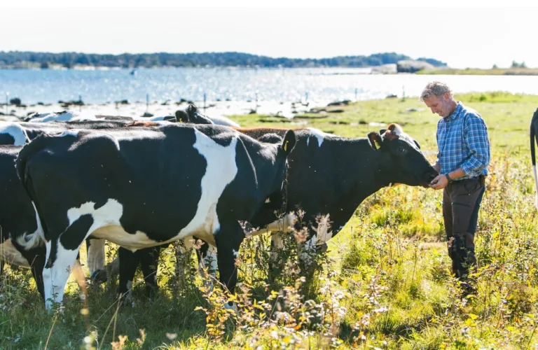 Når er økologisk landbruk lønnsomt – og hva avgjør resultatet?