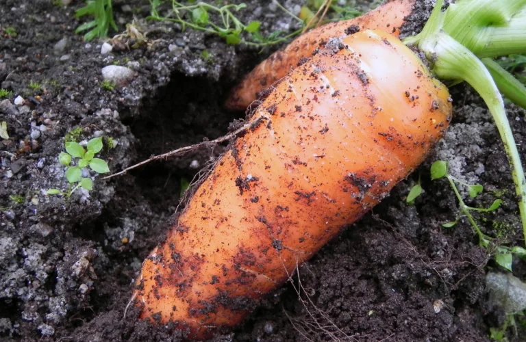 Høsting og lagring av gulrot