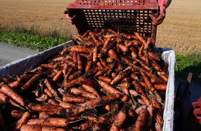 Risiko og muligheter med økte avlinger i økologisk landbruk