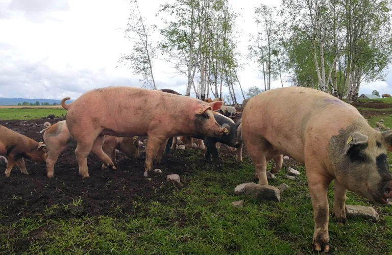 Helse og velferd for utegående gris og fjørfe