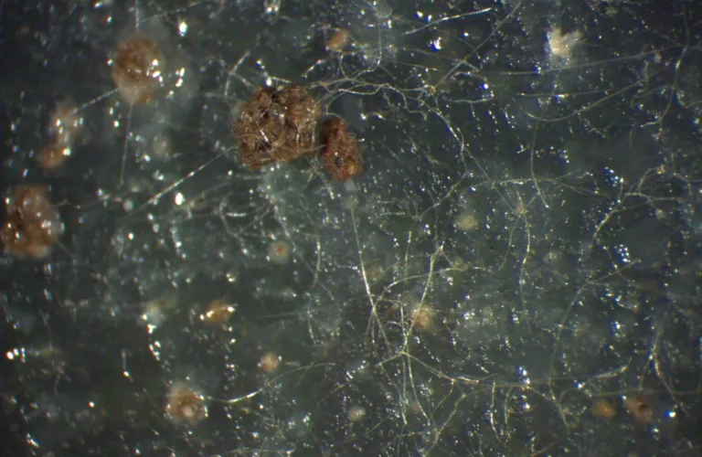 Mangfoldig jordliv påvist med DNA-analyser