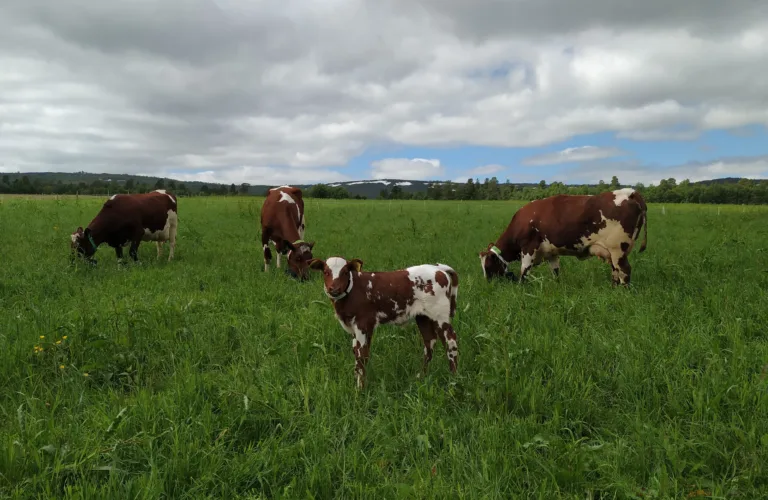 Mer kalvelykke Mer kalvelykke