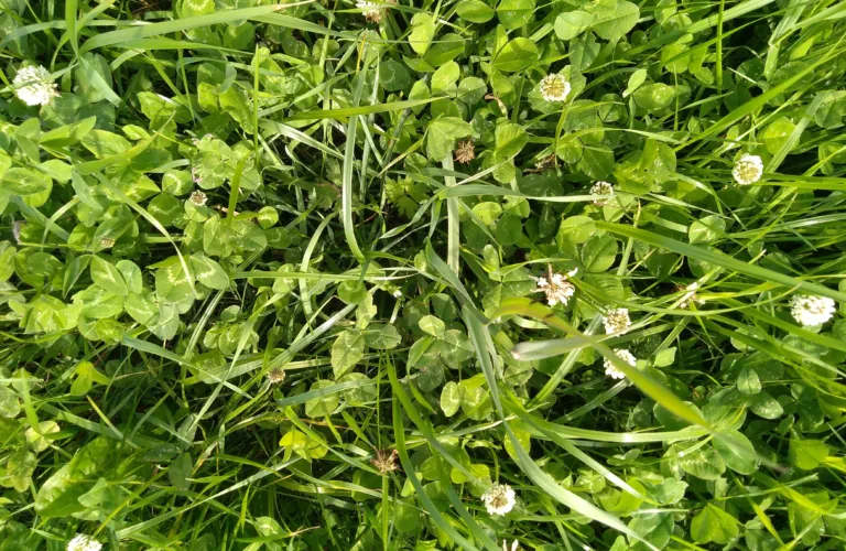 Karbon i trøndersk jord