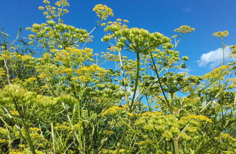 Selvforsynt med frø?