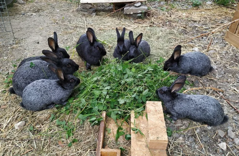 Veileder for økologisk kaninhold